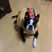 きなこの画像
