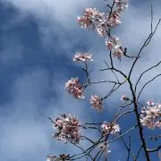 nanaの画像
