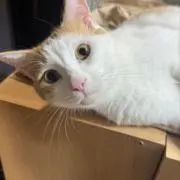 ブリンク