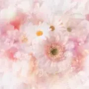 PINK#の画像
