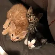 みゆあ【断捨離します】の画像