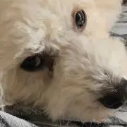 おちゅぎさんの画像