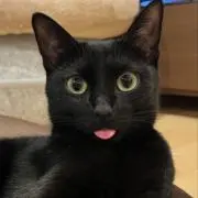 ちゃすの画像
