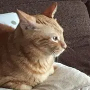 ふうの画像
