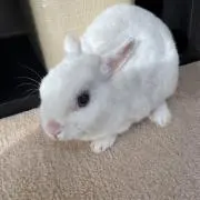 ももちんの画像