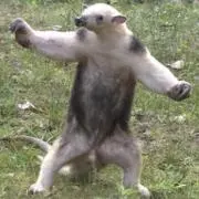 メル