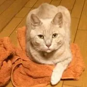 シャロの画像