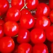 のくの画像