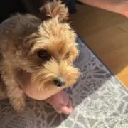 なまけもの