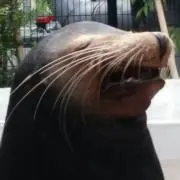 クッキーの画像