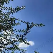 aoaoの画像