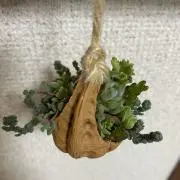 ぱるの画像