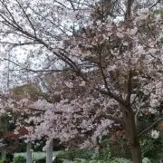 TNKの画像