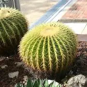ぷよきち