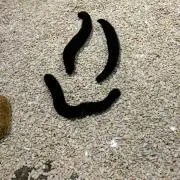 chiqiの画像