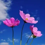 はっしーの画像