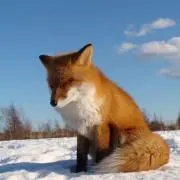 KK