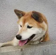 マックの画像
