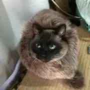 simba95