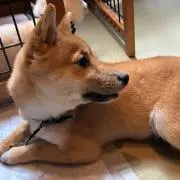 ささみ