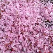 umagonの画像