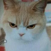 ねこの画像