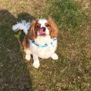 coco