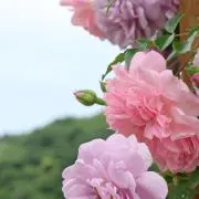 shiro＊お値下げ◎の画像