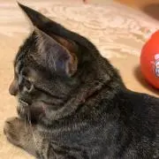 ku-bonの画像