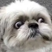 くろやんの画像