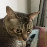 山本明の画像