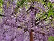 しーの画像