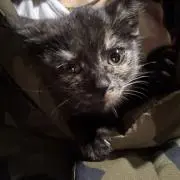 ウルちゃんの画像