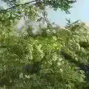 おにぎりうさぎの画像