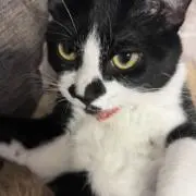 はなの画像