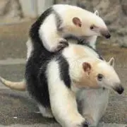 ぺんつる