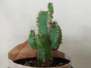 HazinoAの画像