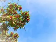 マルメロの画像