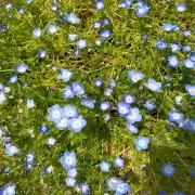 どんぐりの画像