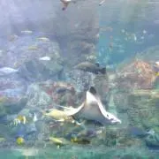 ころちゃんの画像