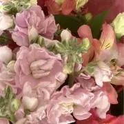 inuinuの画像