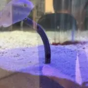 カニカマ