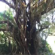 パキラの画像