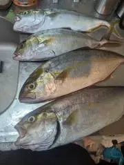 チキの画像