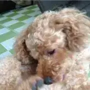 仁