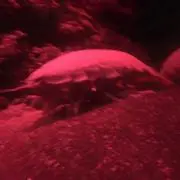 ウィクリフ