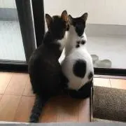 クラの画像