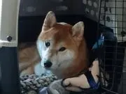 ほなみ