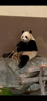 ままごん