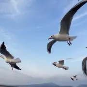 albatross